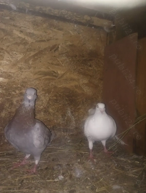 Porumbei voiajori tineret - imagine 4