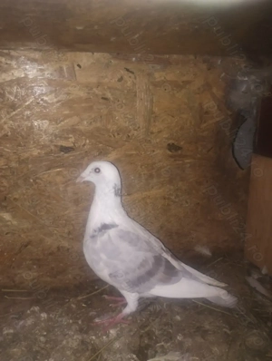 Porumbei voiajori tineret - imagine 3