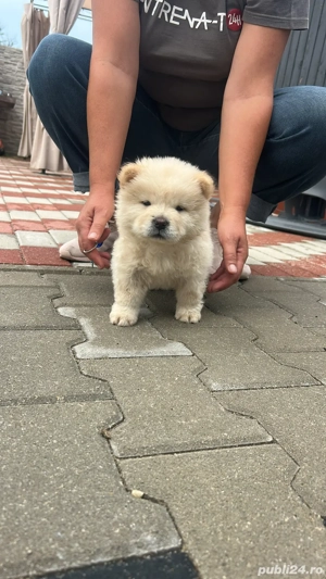 Catei chow chow rasa pura  - imagine 3