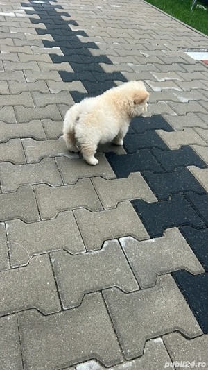 Catei chow chow rasa pura  - imagine 4