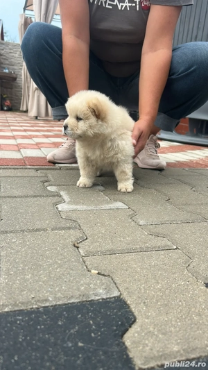 Catei chow chow rasa pura 