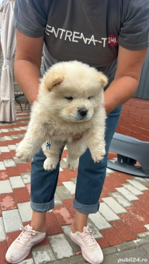 Catei chow chow rasa pura  - imagine 2
