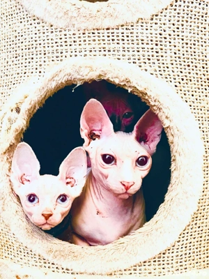 Pisicute Sphynx Sfinx in Bucuresti - imagine 4 Pisicute Sphynx Sfinx in Bucuresti - imagine 4