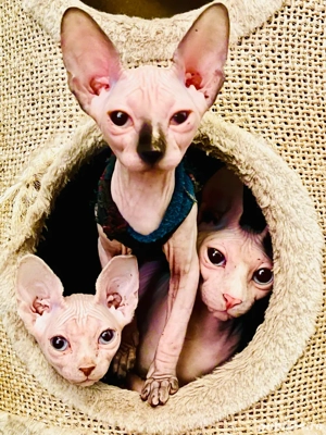 Pisicute Sphynx Sfinx in Bucuresti - imagine 5 Pisicute Sphynx Sfinx in Bucuresti - imagine 5