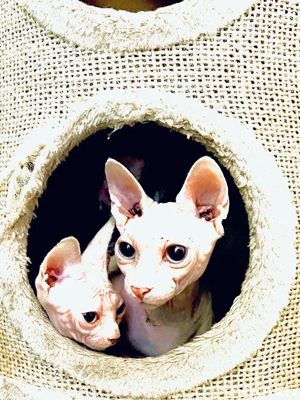 Pisicute Sphynx Sfinx in Bucuresti - imagine 3 Pisicute Sphynx Sfinx in Bucuresti - imagine 3