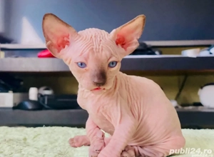 Motanei si pisicute Sphynx Sfinx - imagine 2 Motanei si pisicute Sphynx Sfinx - imagine 2