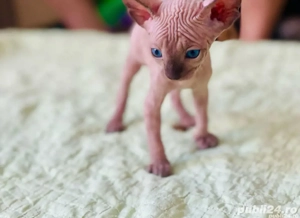 Motanei si pisicute Sphynx Sfinx