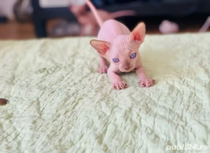 Motanei si pisicute Sphynx Sfinx - imagine 3 Motanei si pisicute Sphynx Sfinx - imagine 3