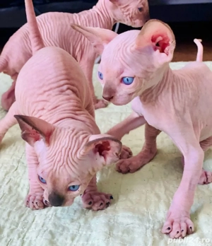 Pisicute Sfinx Sphynx
