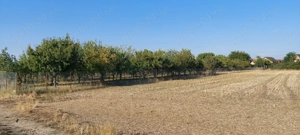 Teren intravilan in Sag jud.Timis