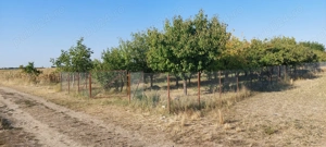 Teren intravilan in Sag jud.Timis - imagine 5