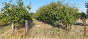 Teren intravilan in Sag jud.Timis - imagine 6