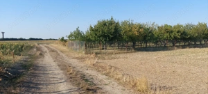 Teren intravilan in Sag jud.Timis - imagine 4