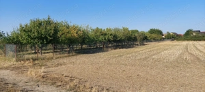 Teren intravilan in Sag jud.Timis - imagine 2