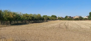 Teren intravilan in Sag jud.Timis - imagine 3