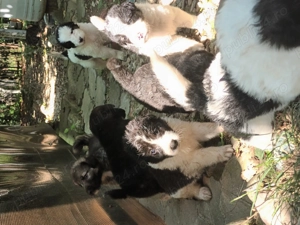 Cățeluși ciobănești 8 săptămâni