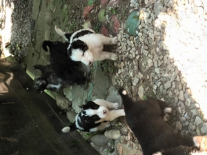 Cățeluși ciobănești 8 săptămâni - imagine 2