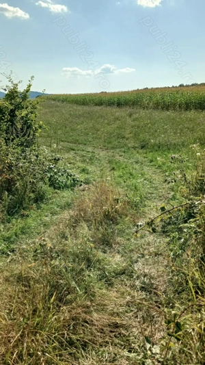 Terenuri de vanzare in localitatea Berinta, la 17km. de Baia Mare, preturi neg.de la 850 euro ar - imagine 8