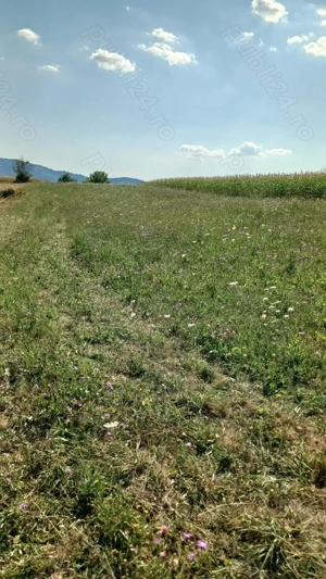 Terenuri de vanzare in localitatea Berinta, la 17km. de Baia Mare, preturi neg.de la 850 euro ar - imagine 7