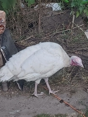 Vând curcă de anul trecut  - imagine 2