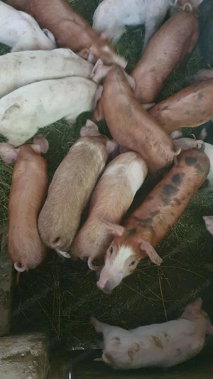 De vânzare  - imagine 3