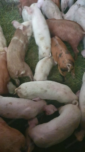 De vânzare  - imagine 4