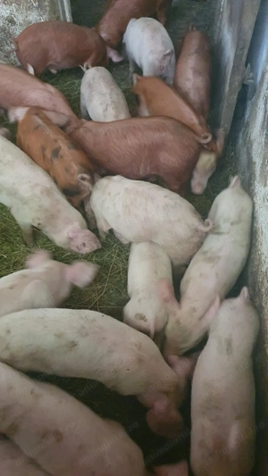 De vânzare  - imagine 2