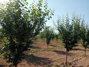 Livadă  de  vanzare 