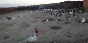 Gaste tinere și rate 