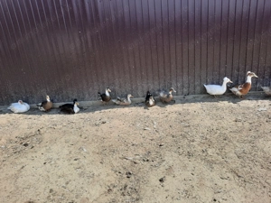 Gaste tinere și rate  - imagine 3