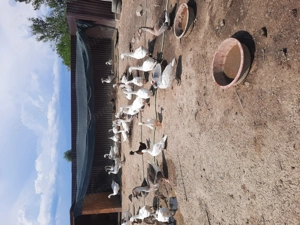 Gaste tinere și rate  - imagine 2