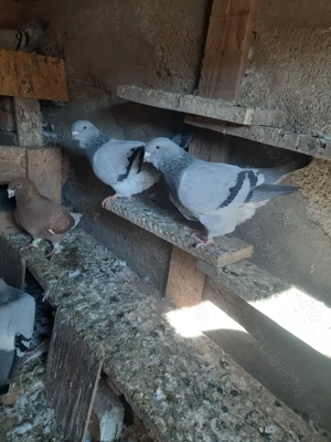 Porumbei voiajor standard 