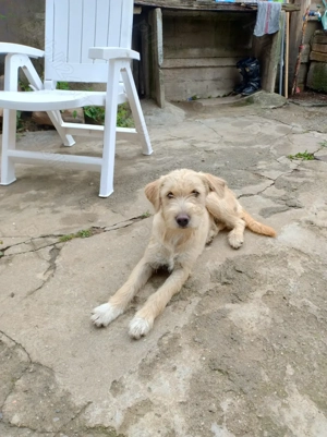 Cătelușa 7 luni - imagine 2