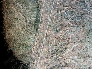 Vand baloti lucerna. - imagine 3