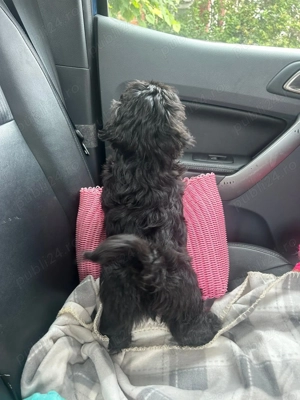 Baietel ShihTzu rasa pura 100% - imagine 4