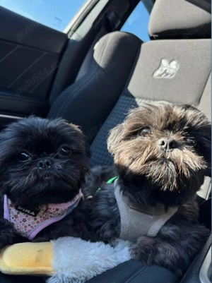 Baietel ShihTzu rasa pura 100% - imagine 3