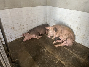 De vânzare purcei  - imagine 3