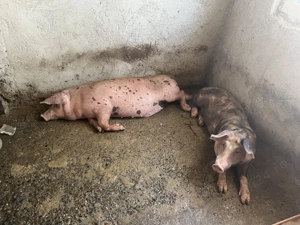 De vânzare purcei  - imagine 4