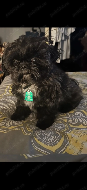 Baietel ShihTzu rasa pura 100% - imagine 5