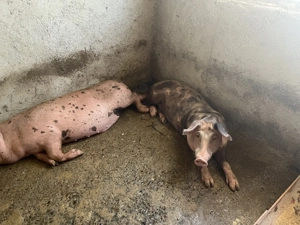 De vânzare purcei  - imagine 2