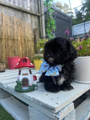 Baietel ShihTzu rasa pura 100% - imagine 2