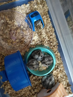 Vand pui de hamster pitic - imagine 3