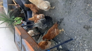 Găini de vanzare - imagine 4 Găini de vanzare - imagine 4