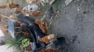 Găini de vanzare - imagine 2 Găini de vanzare - imagine 2