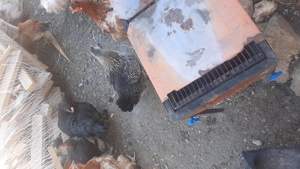 Găini de vanzare - imagine 5 Găini de vanzare - imagine 5