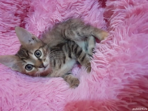 pisicuti spre adopție  - imagine 2 pisicuti spre adopție  - imagine 2