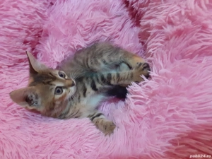 pisicuti spre adopție 