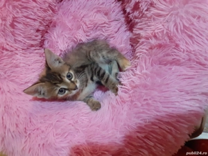 pisicuti spre adopție  - imagine 3 pisicuti spre adopție  - imagine 3