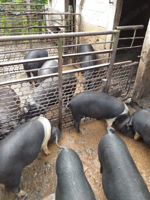 purcei sănătoși, grăsuți și frumoși - imagine 4