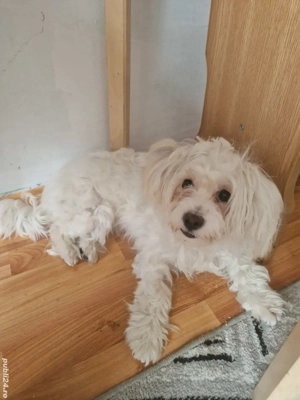 De vânzare  - imagine 3